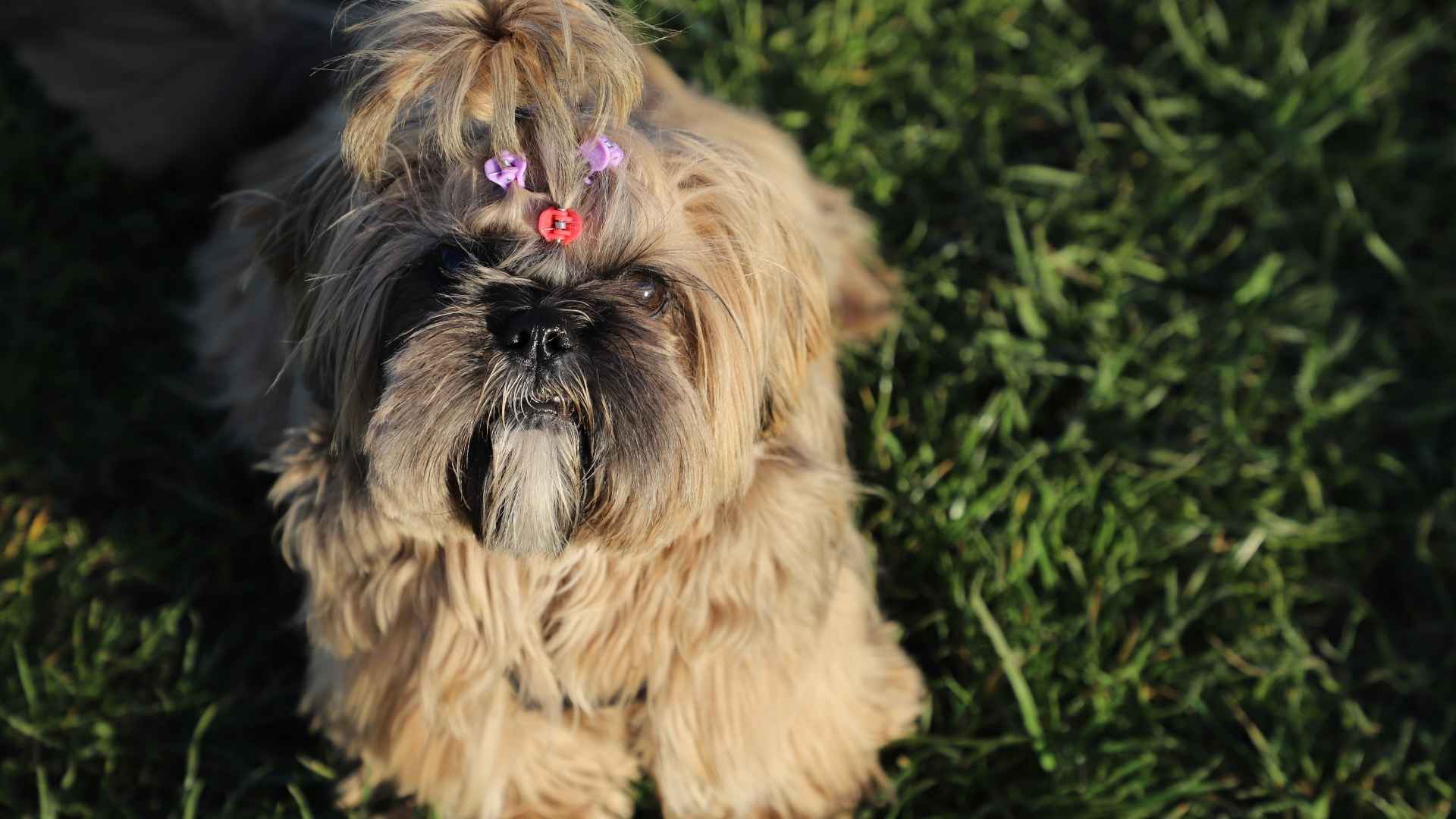 shih tzu